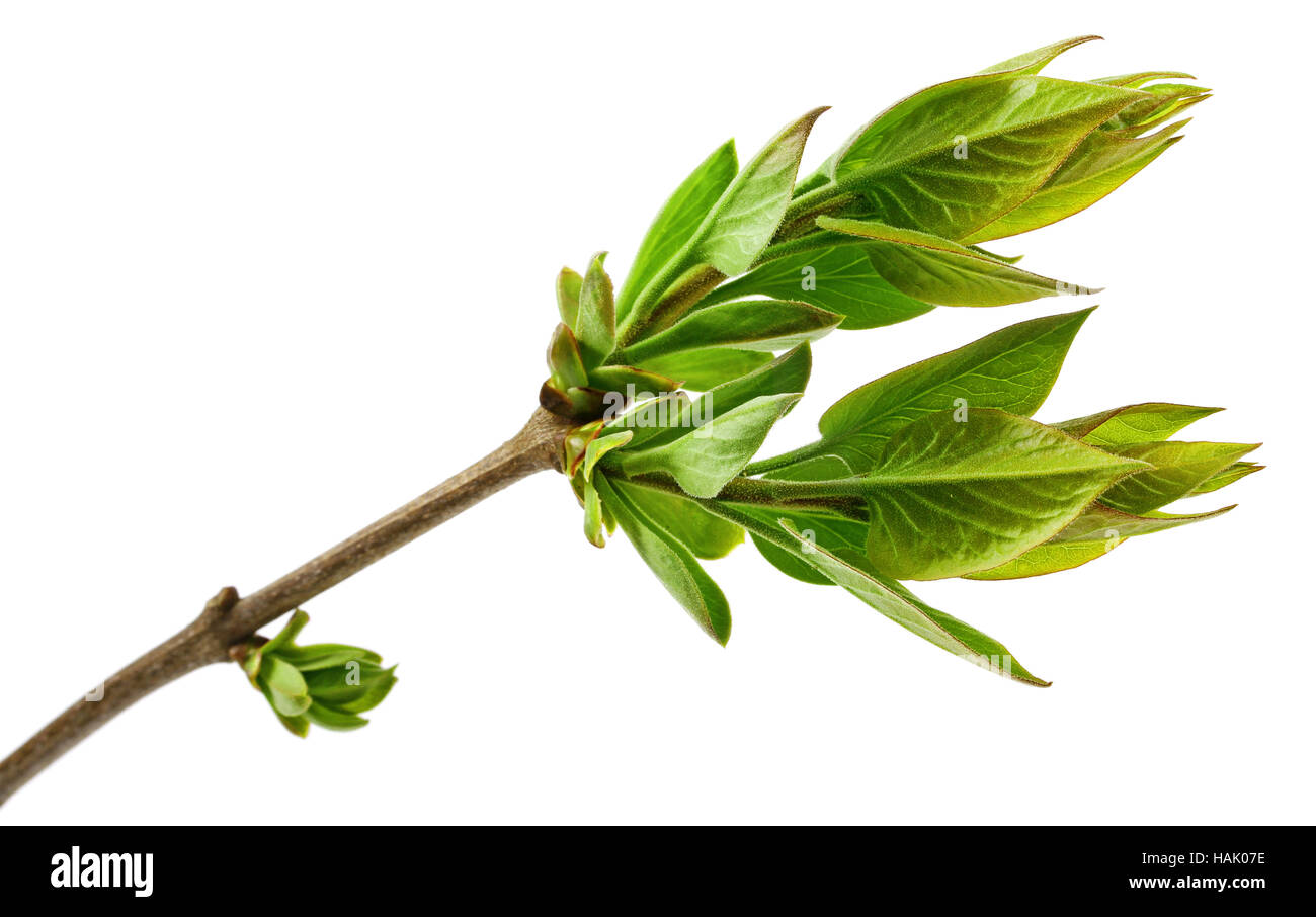 Frühling-Ast mit frischen Knospen isoliert auf weiss Stockfoto