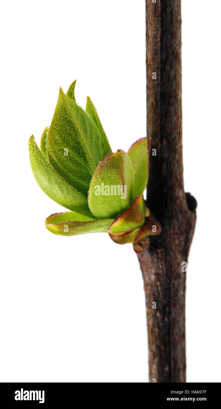 Spring Branch mit neuer Frische Knospe isoliert auf weiss Stockfoto