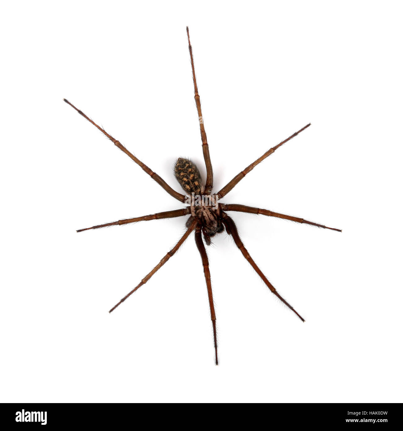 Spinne isoliert auf weißem, Top Aussicht Stockfoto