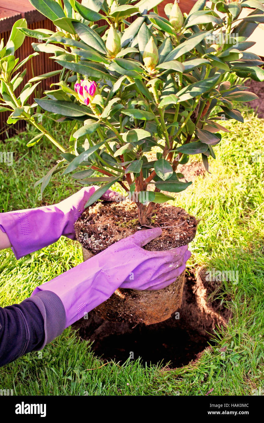 Frau pflanzt Rhododendron-Busch im Garten Stockfoto