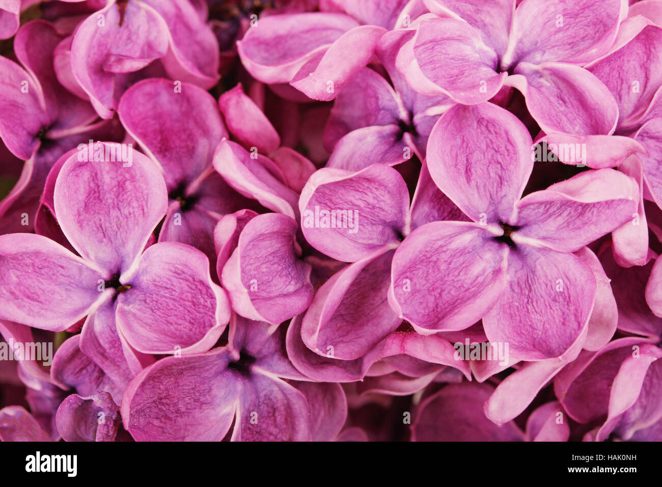 Nahaufnahme von lila lila Blüten Stockfoto