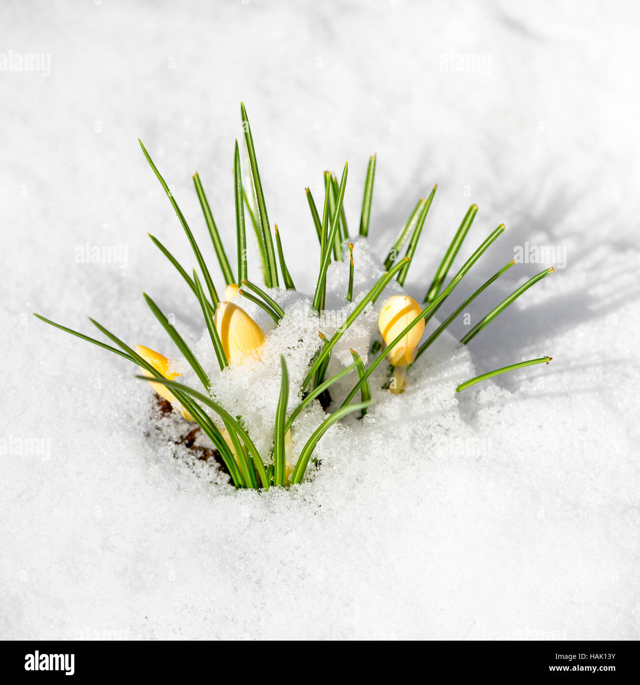 Gelbe Frühlingsblumen Krokus mit Schnee bedeckt Stockfoto