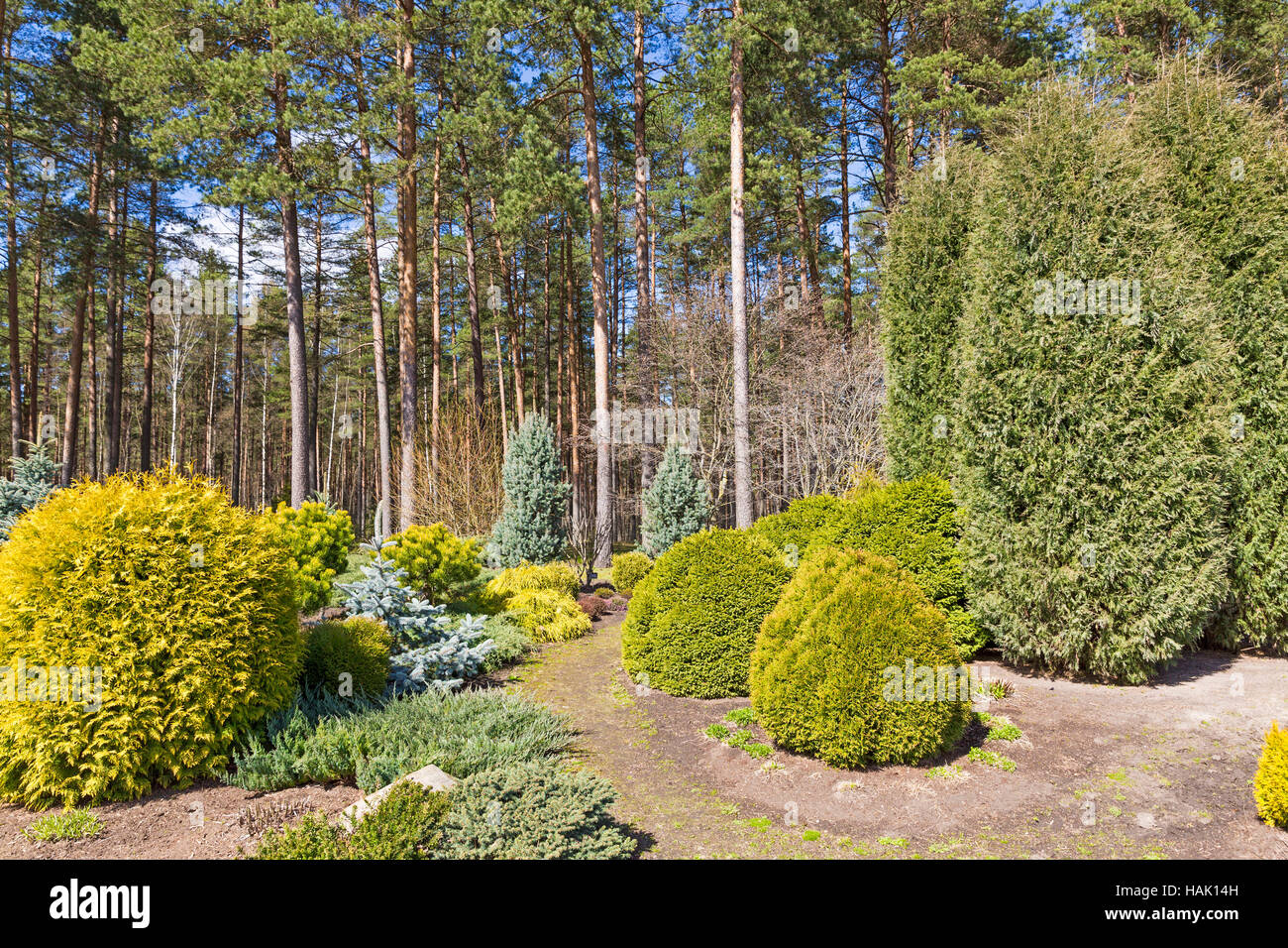 Gartengestaltung mit Nadelbaum Pflanzenvielfalt Stockfoto