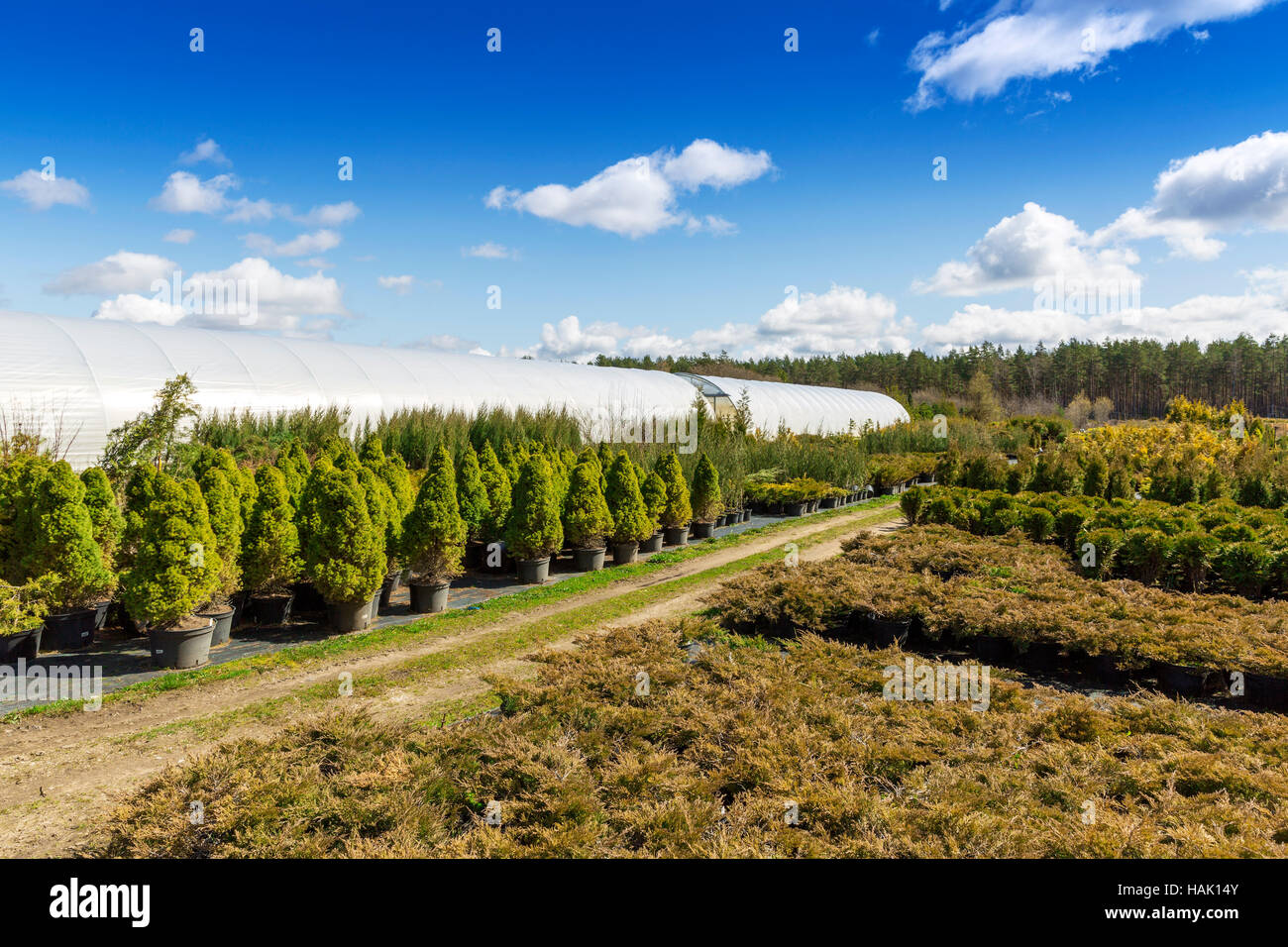 Nadelbaum Pflanzen in Töpfen im freien Baumschule Stockfoto