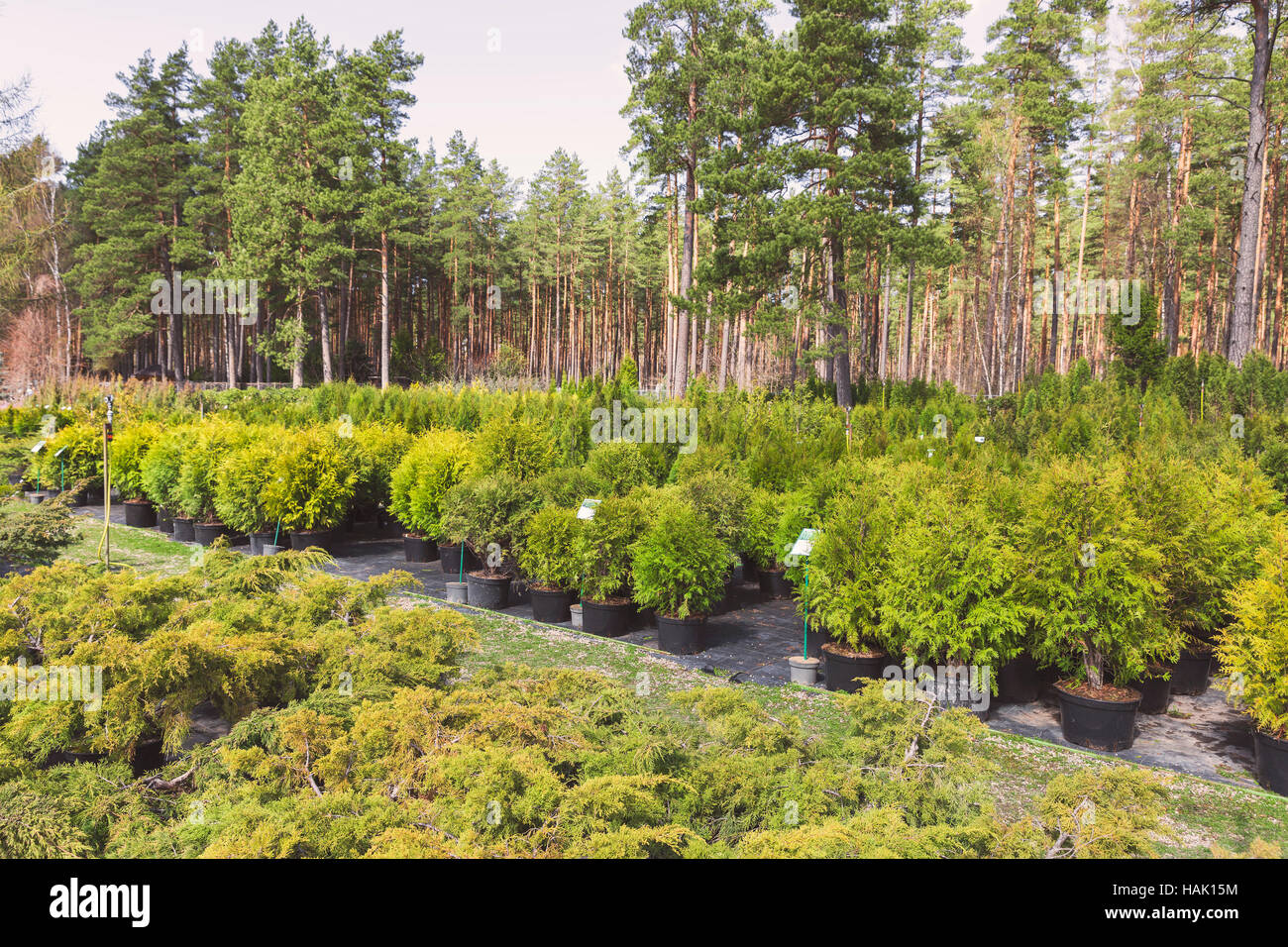 Nadelbaum Pflanzen in Töpfen im freien Baumschule Stockfoto