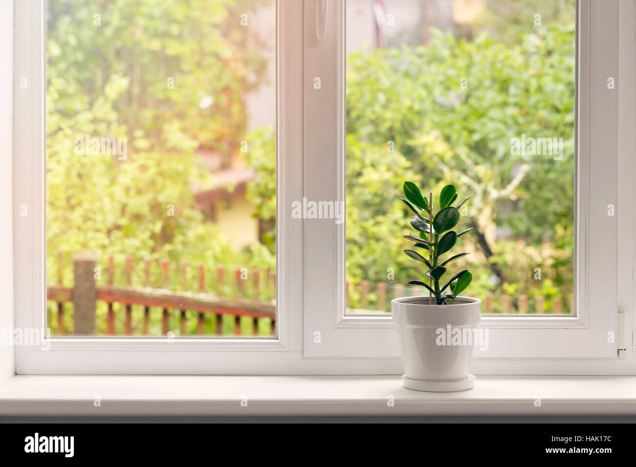 Crassula Blume im Topf auf der Fensterbank Stockfoto