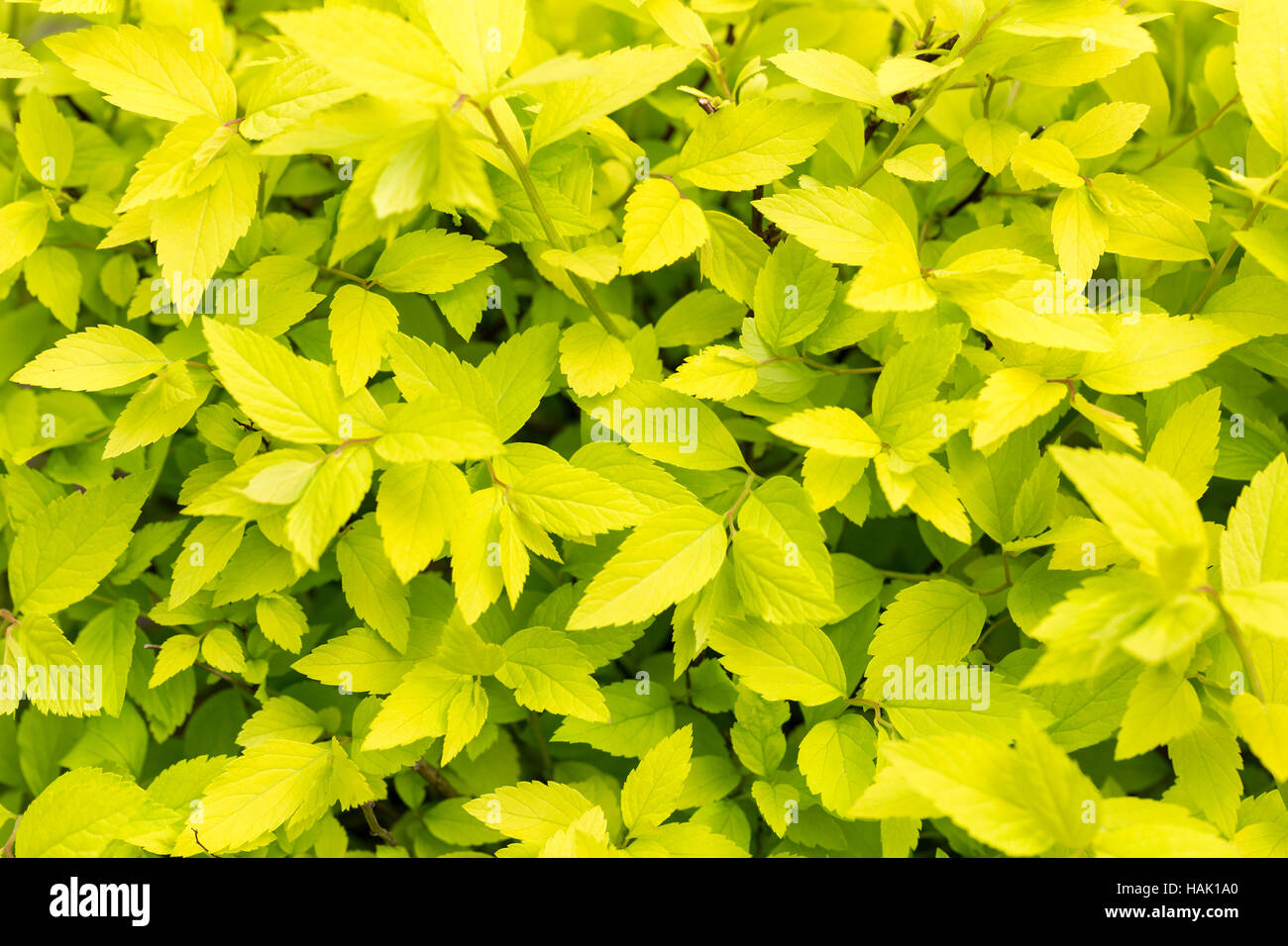 grünes Blatt-Textur-Hintergrund Stockfoto