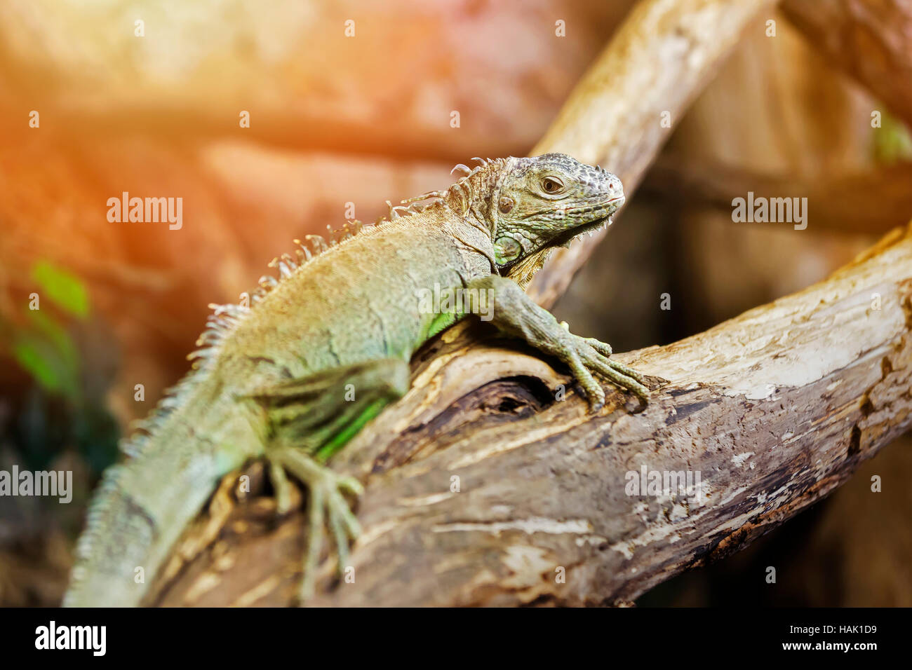 Grüner Leguan auf einem Ast Stockfoto