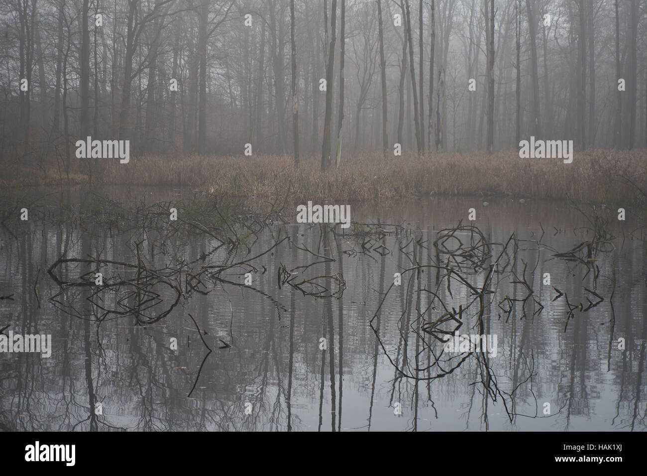 Forstwirtschaft bewachsenen See im Herbst Morgennebel niedriger Schlesien Polen Stockfoto
