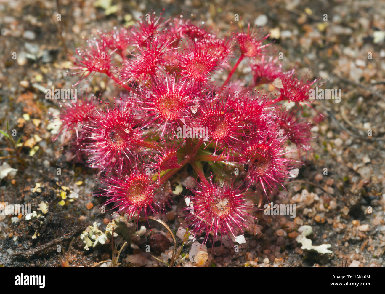 Rad-Sonnentau (Drosera Leucoblasta) Kojonup Preserve, Western Australia Stockfoto