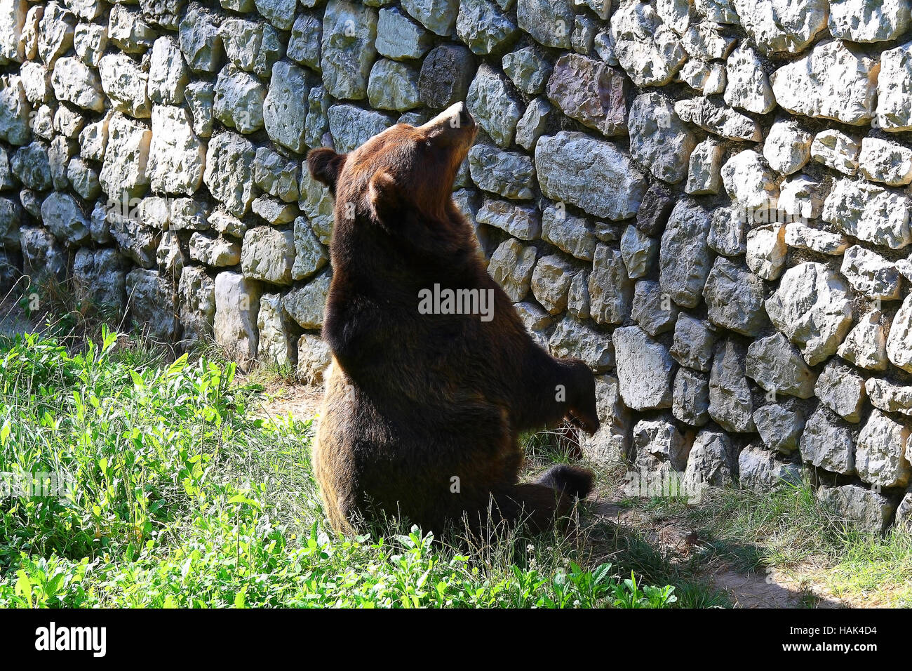 Eine hungrige große Braunbär im Zoo. Stockfoto