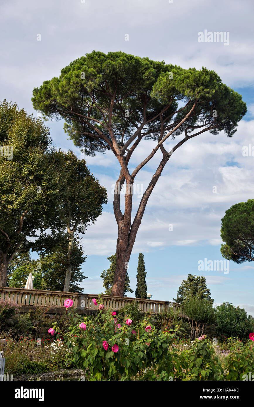 Die wunderschöne italienische Zirbenholz oder Schirmpinien Webstuhl anmutig über den Park, Toskana, Italien Stockfoto