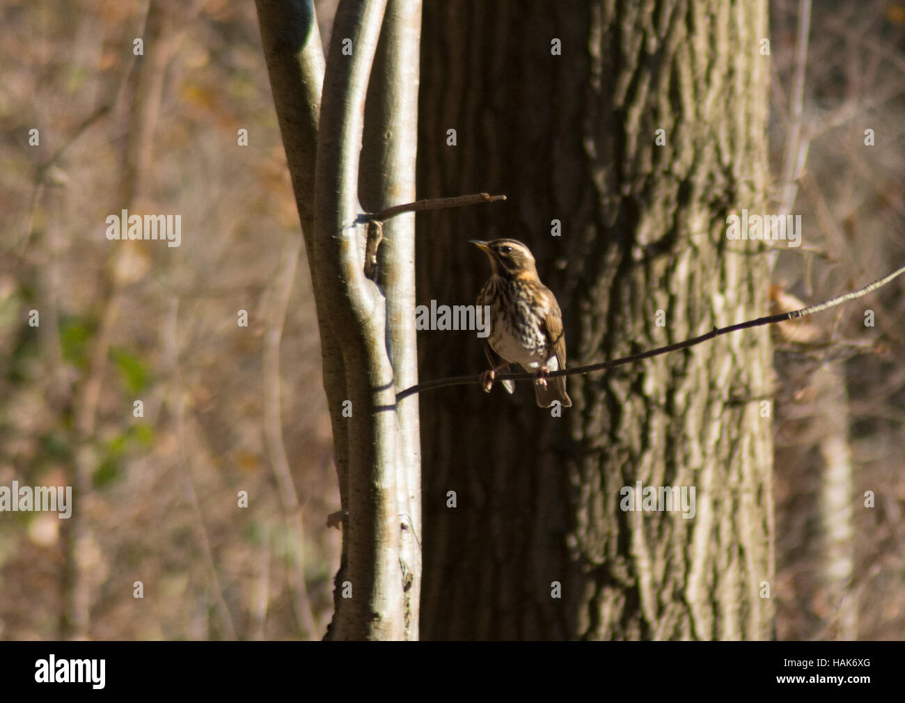 Rotdrossel (Turdus Iliacus) thront auf einem Baum im Sonnenlicht in Hampshire, UK Stockfoto