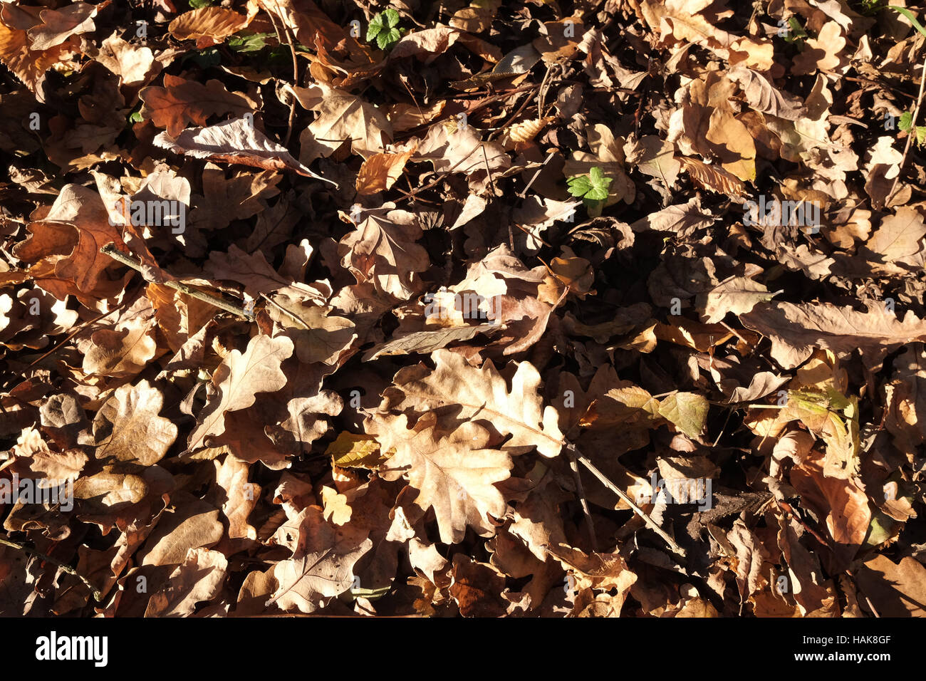 Herbst Herbst Blatt Wurf auf dem Waldboden Stockfoto