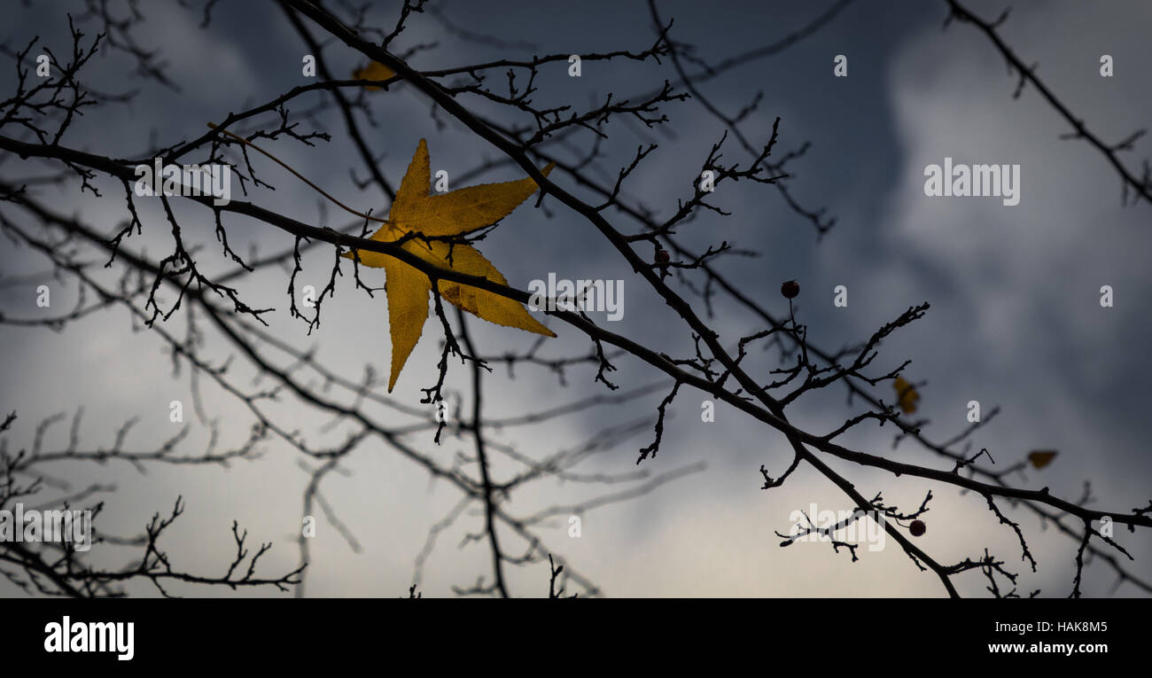 Schließlich wirft der Herbst im Central Park Stockfoto