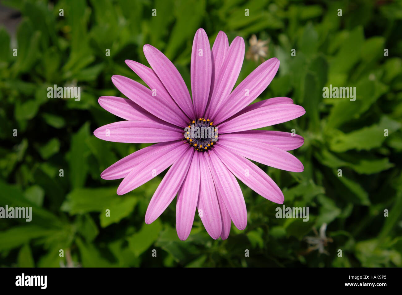 Lila runde blume Fotos und Bildmaterial in hoher Auflösung Alamy