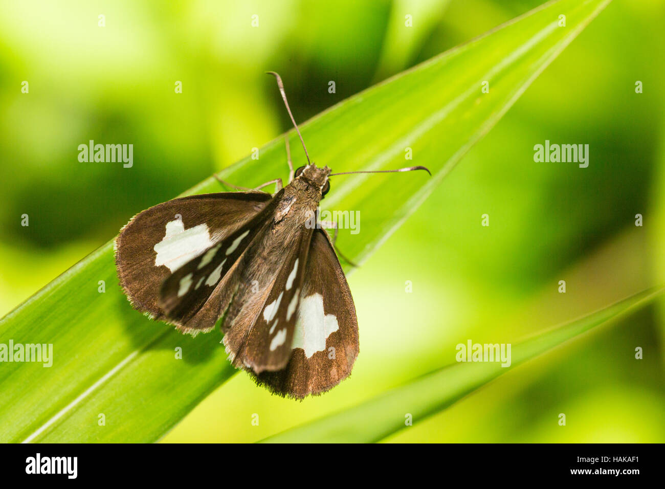 Porträt des Schmetterlings - Grass Dämon Stockfoto