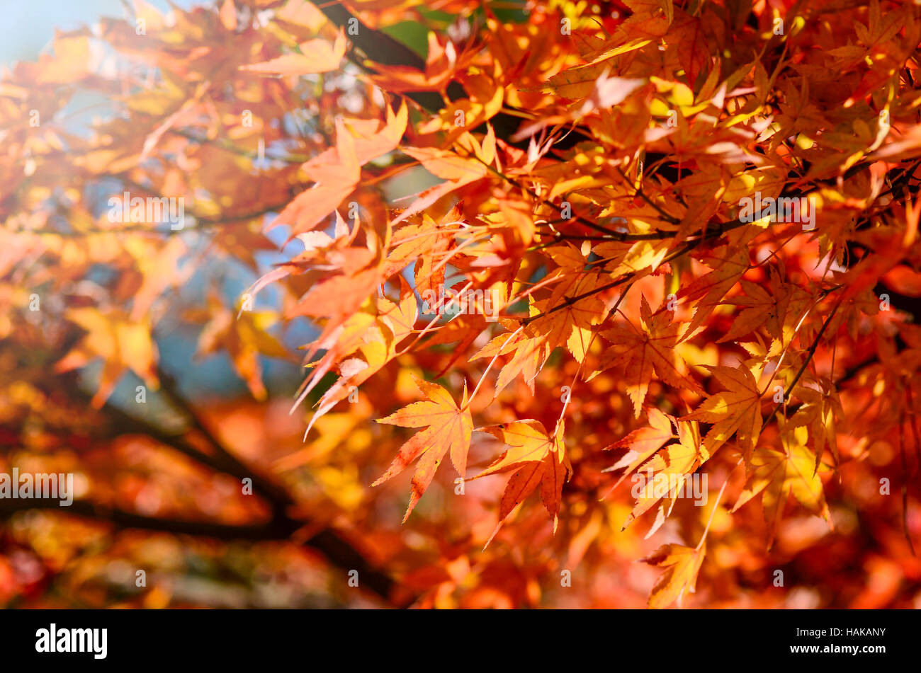 Ahorn Baum Garten im Herbst. Rot-Ahorn Blätter im Herbst. Stockfoto