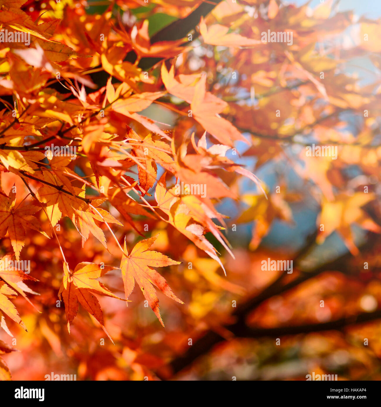 Ahorn Baum Garten im Herbst. Rot-Ahorn Blätter im Herbst. Stockfoto