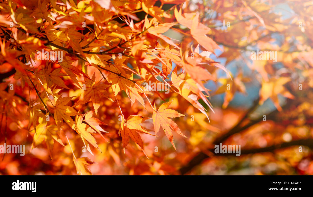 Ahorn Baum Garten im Herbst. Rot-Ahorn Blätter im Herbst. Stockfoto