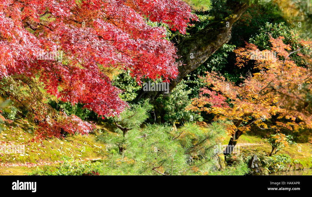 Bunter Herbst Garten.  Ahorn Baum Garten im Herbst. Rot-Ahorn Blätter im Herbst. Stockfoto