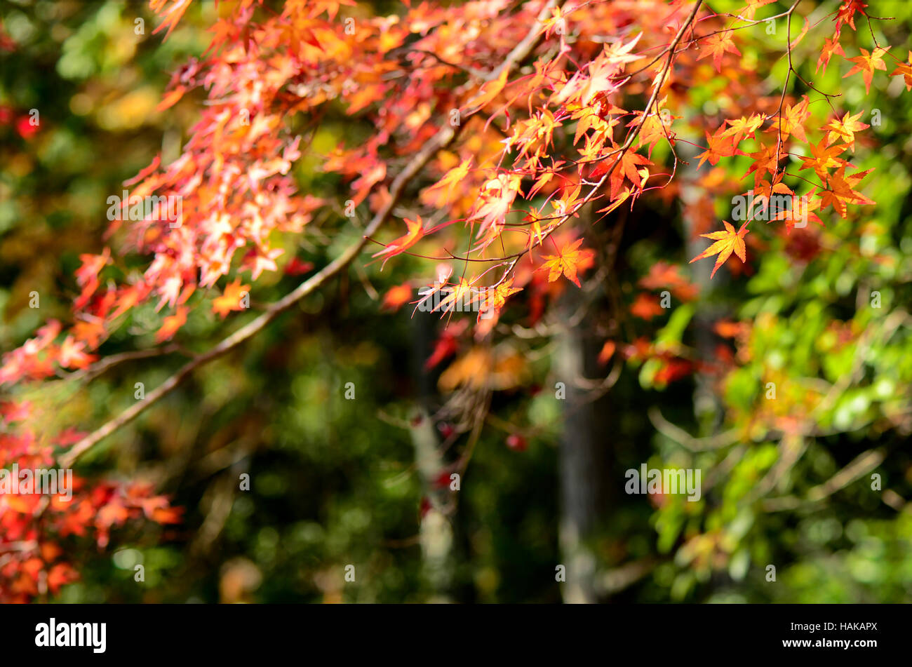 Ahorn Baum Garten im Herbst. Rot-Ahorn Blätter im Herbst. Stockfoto