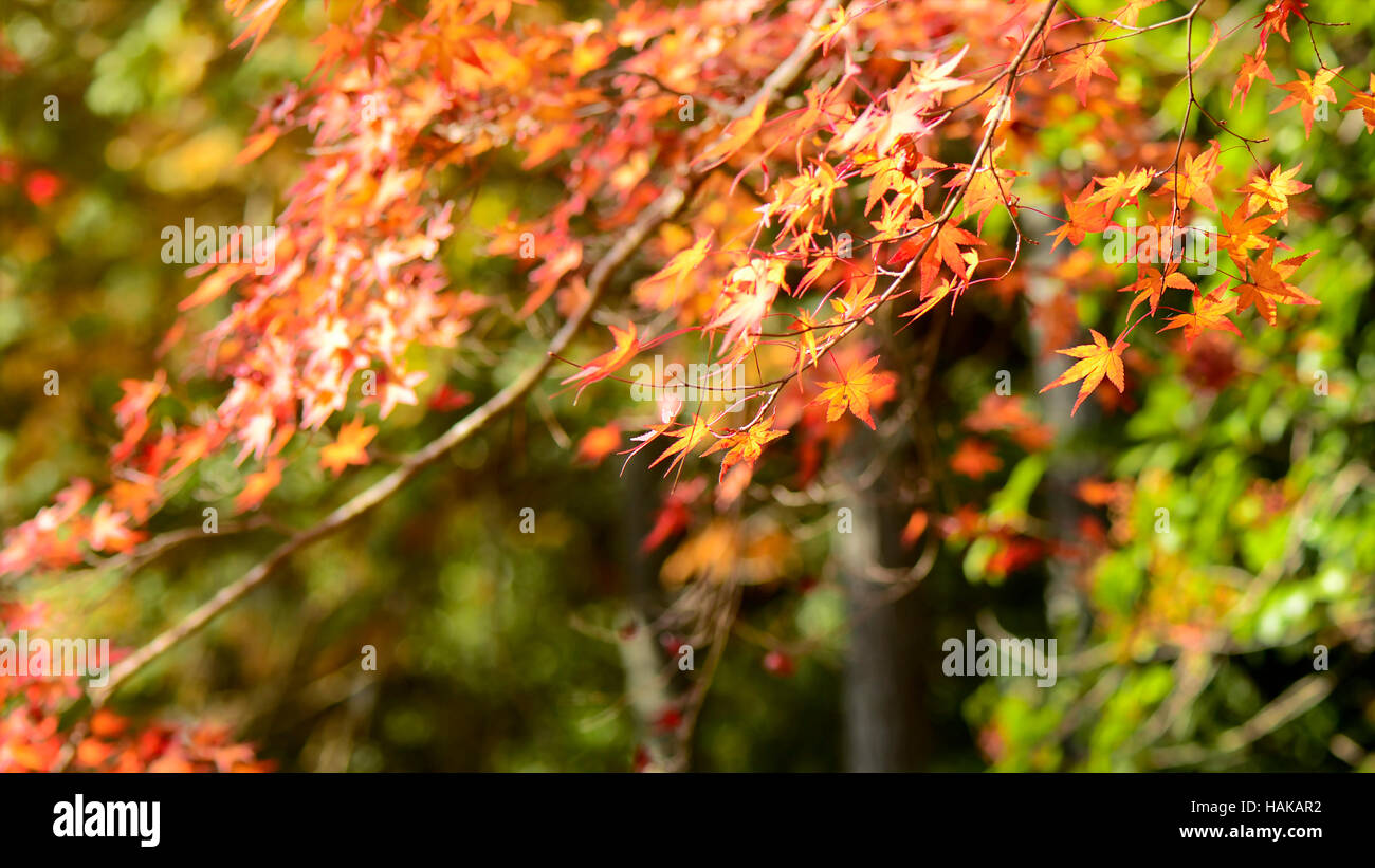 Ahorn Baum Garten im Herbst. Rot-Ahorn Blätter im Herbst. Stockfoto