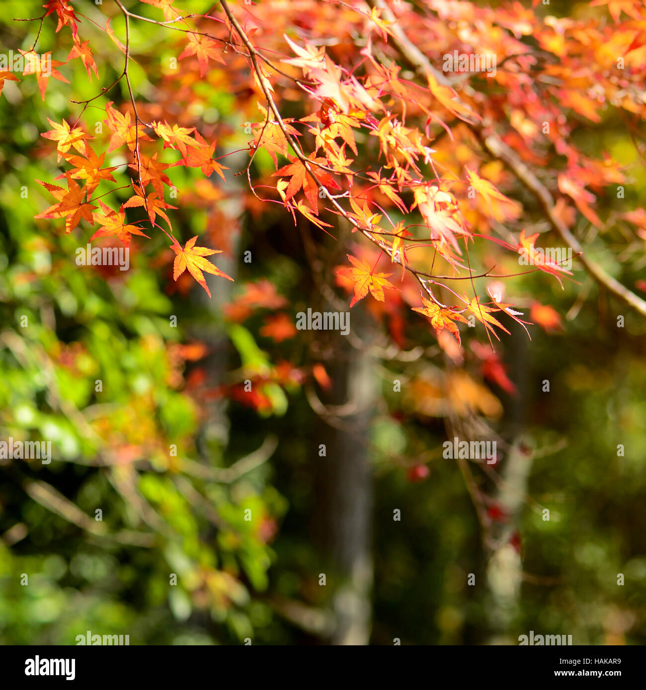 Ahorn Baum Garten im Herbst. Rot-Ahorn Blätter im Herbst. Stockfoto