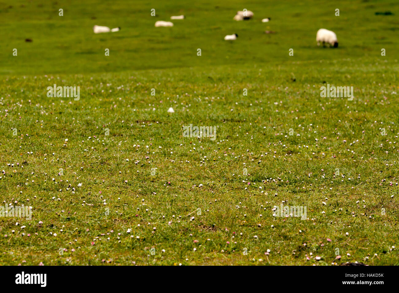 Seltene Machair Küsten Grünland Lebensraum weideten Schafe auf Calgary Strand (SSSI), Isle of Mull Stockfoto