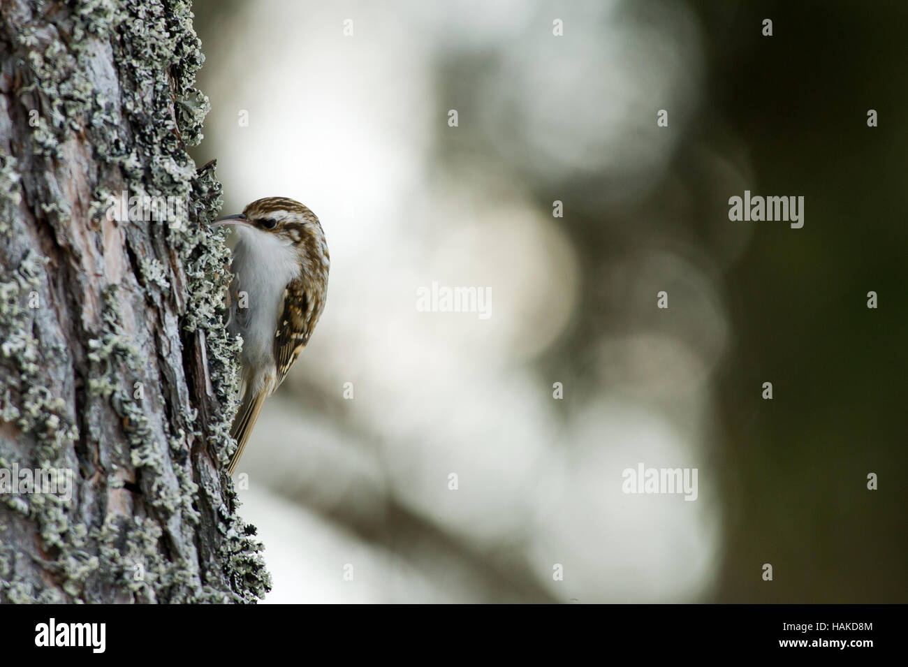 Der Baum-Creeper Nahrungssuche mit langen, dünnen Schnabel unter den Flechten und Kieferrinde, de-fokussierten Hintergrund Stockfoto