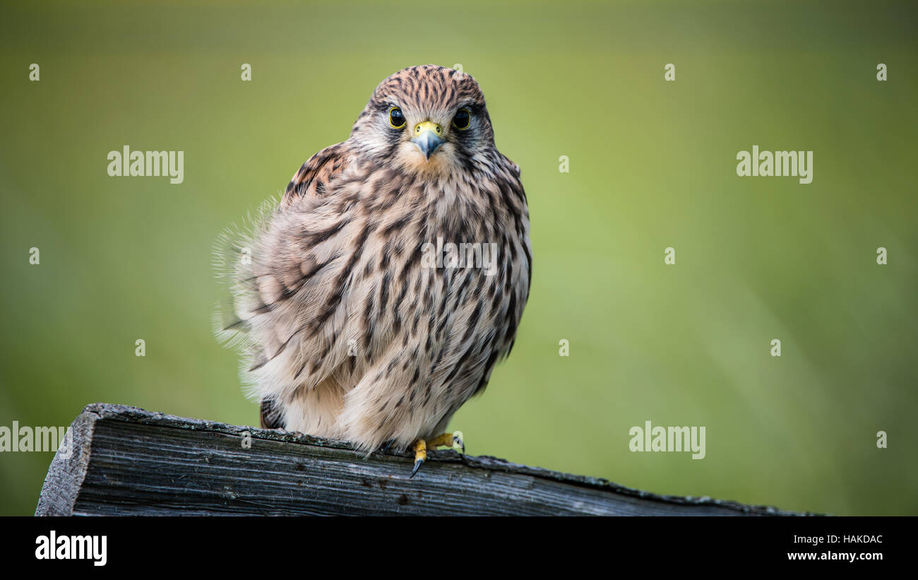 Die Juvenile Turmfalke (Falco Tinnunculus) hocken auf dem hölzernen Zaun mit einem grünen Bokeh im Hintergrund Stockfoto