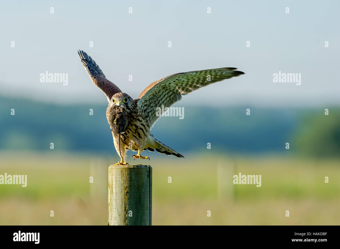 Der schöne juveniler Turmfalke (Falco Tinnunculus) bereit, mit der neuesten Eroberung, eine Wühlmaus im Schnabel zu fliegen. Stockfoto