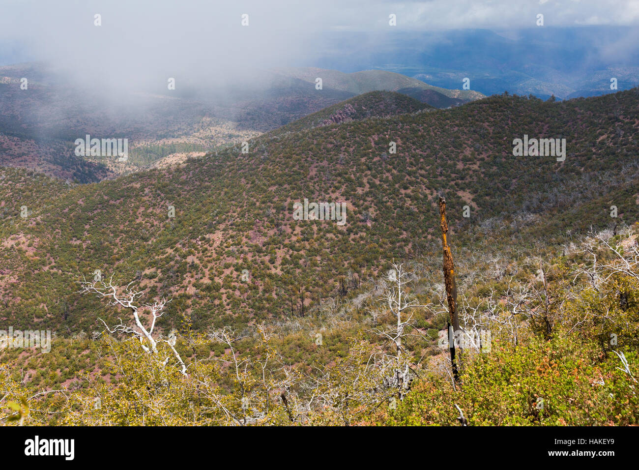 Regenschauer fallen über eine hohe Wüste Eiche Forest in den Mazatzal Mountains. Mazatzal Wildnis, Arizona Stockfoto