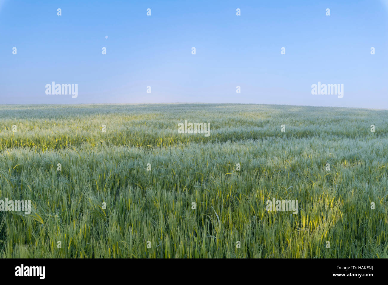 Gerstenfeld im Sspring, Vielbrunn, Odenwald, Hessen, Deutschland Stockfoto