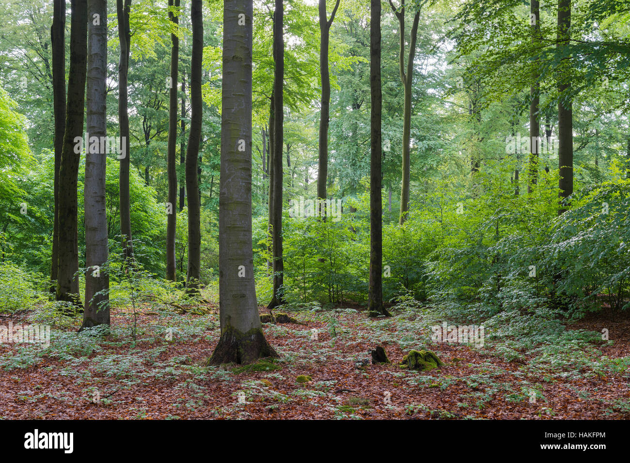 Wald im Frühjahr, Weibersbrunn, Spessart, Bayern, Deutschland Stockfoto