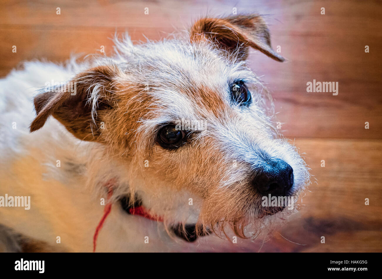 Kopf eines Jack Russell Terrier Rüden Stockfoto