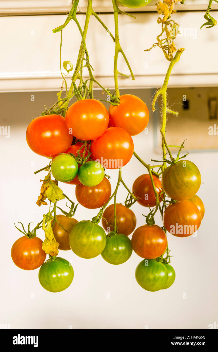 Letzten Garten Tomaten Reifen drinnen im Frühwinter Kommissionierung Stockfoto