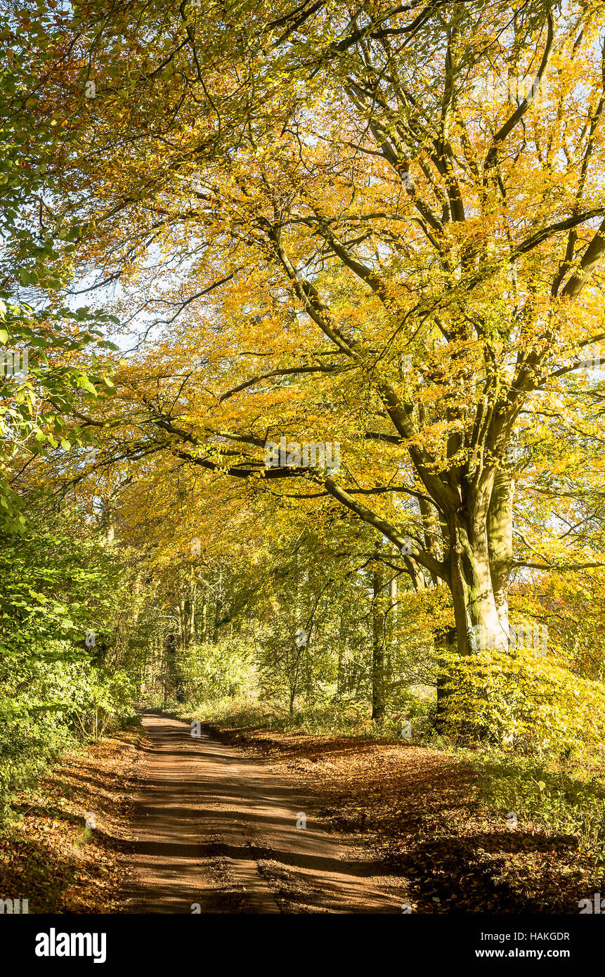 Herbstfarben in einer Wiltshire-Gasse in der Nähe von Sandy Lane Stockfoto