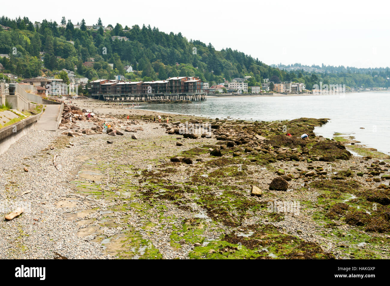 Kormoran-Bucht am Beach Drive SW, West Seattle Süd Blickrichtung. Stockfoto