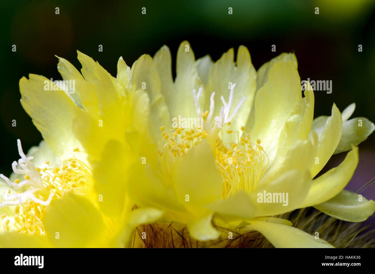 Gelben Blüten von Kakteen. Stockfoto