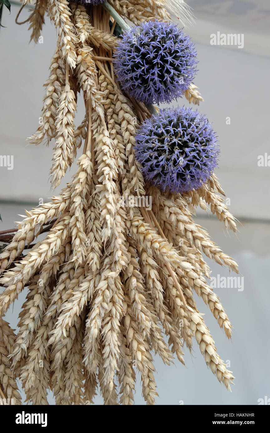 Bündel von Weizen mit Blume, Ernte in Nedelisce, Kroatien auf 2. Juli 2016 Stockfoto