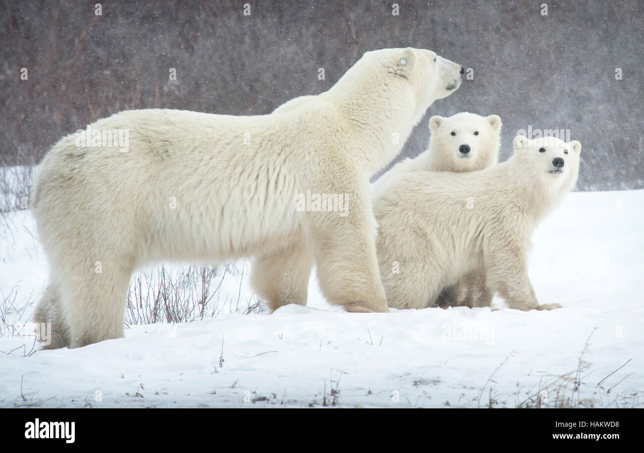Mutter Eisbär mit ihren Zwillingen Stockfoto