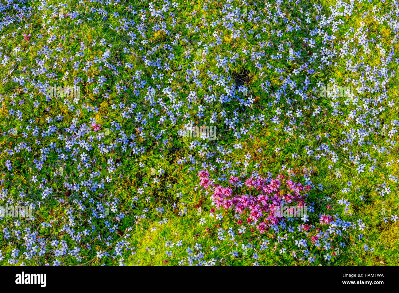 Moos und wilden Blumen in einem Garten Vancouver Island Stockfoto