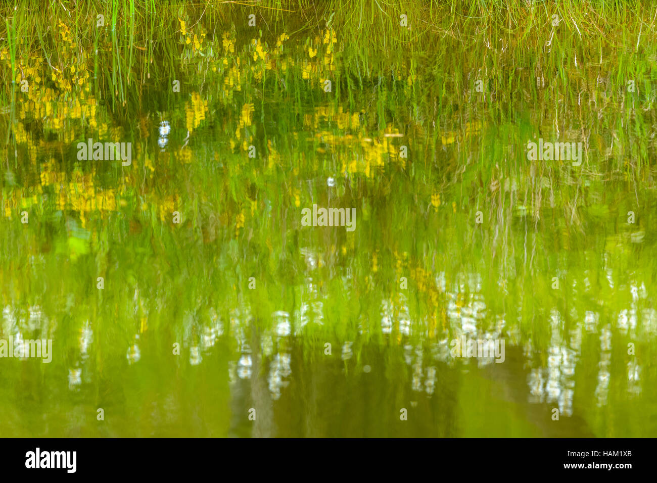 Teich Reflexion auf Vancouver Island Stockfoto