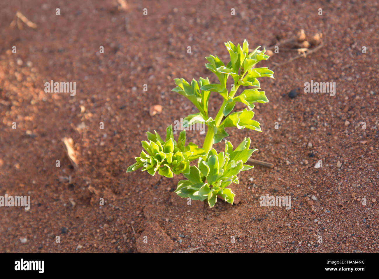 Frische junge Pflanze erleuchtet durch eine Morgensonne, wächst in einem roten Sandboden. Stockfoto