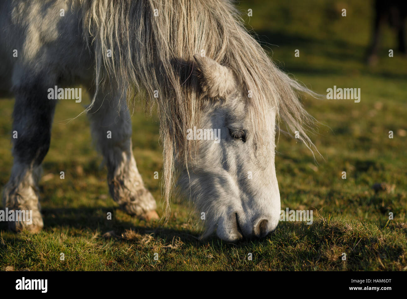 Dartmoor Pony in einer Wiese Stockfoto