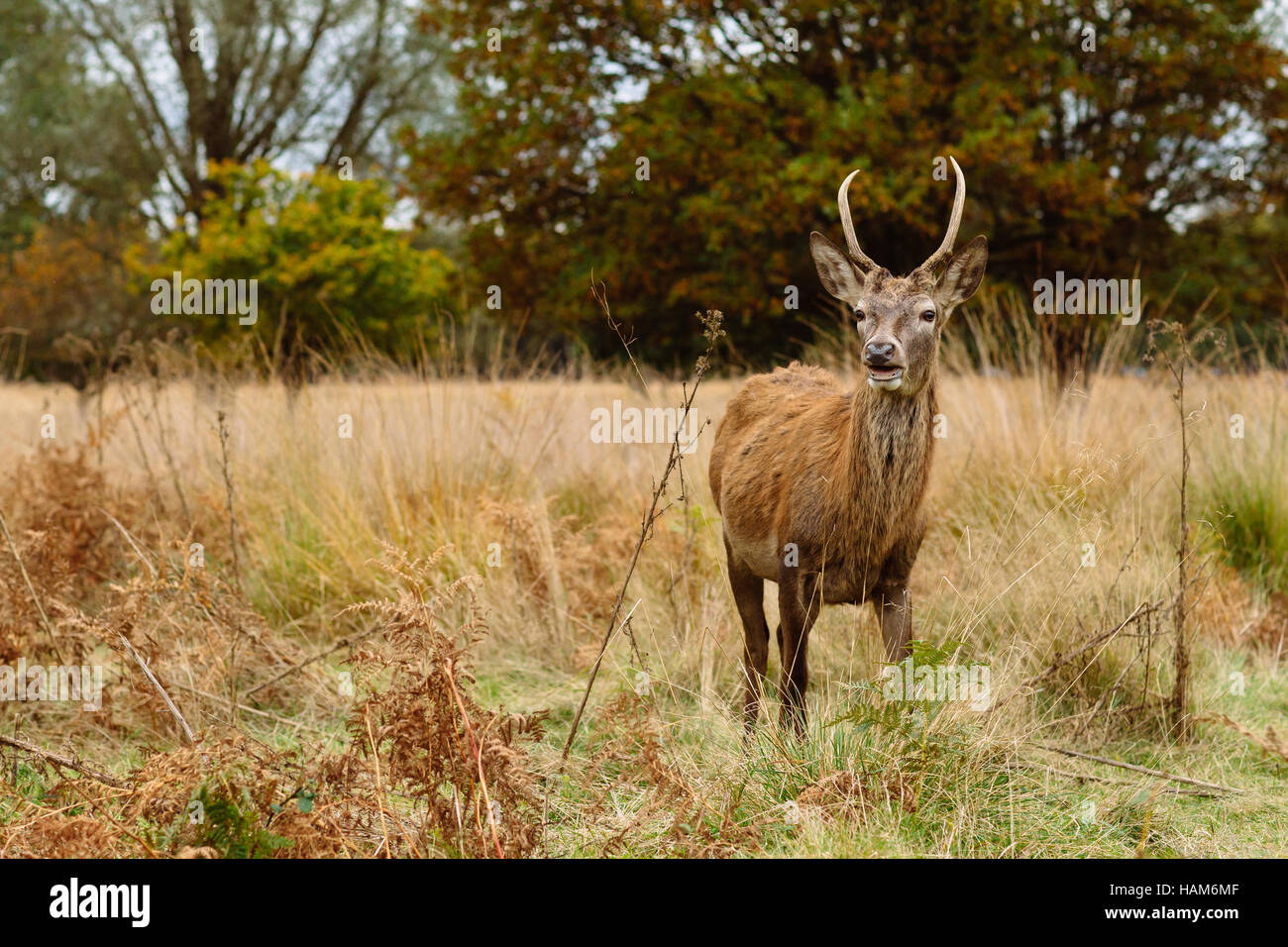 Rothirsch in Richmond Park, London, Vereinigtes Königreich Stockfoto