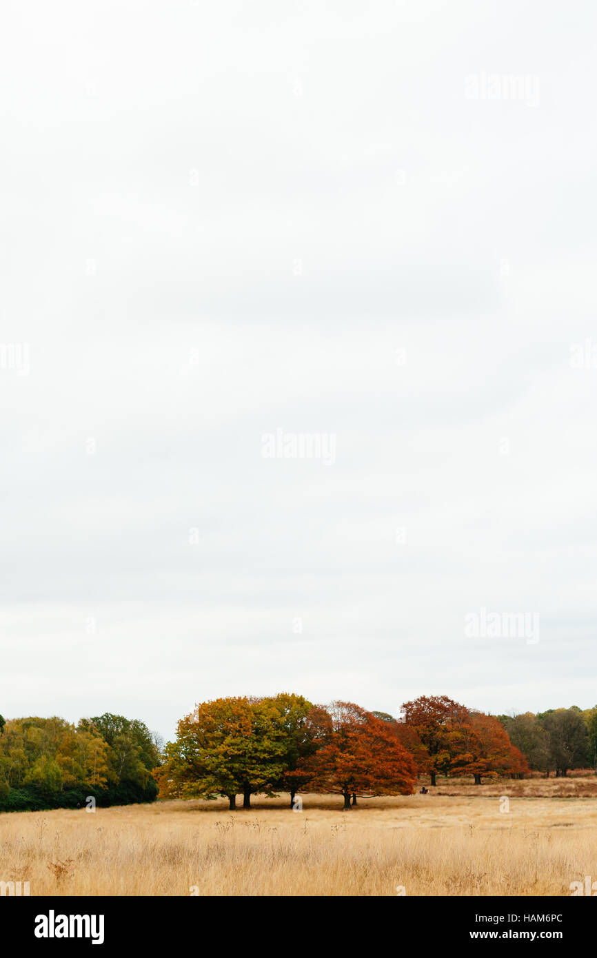 Bäume im Richmond Park Stockfoto