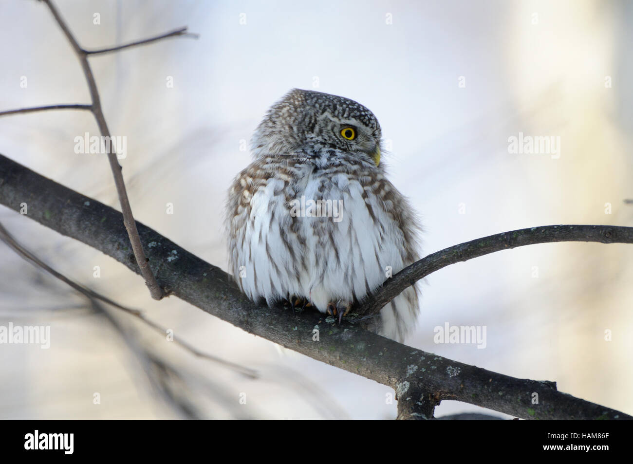 Sitzstangen Eule Sperlingskauz (Glaucidium Passerinum) in der Filiale. Moskau, Russland Stockfoto