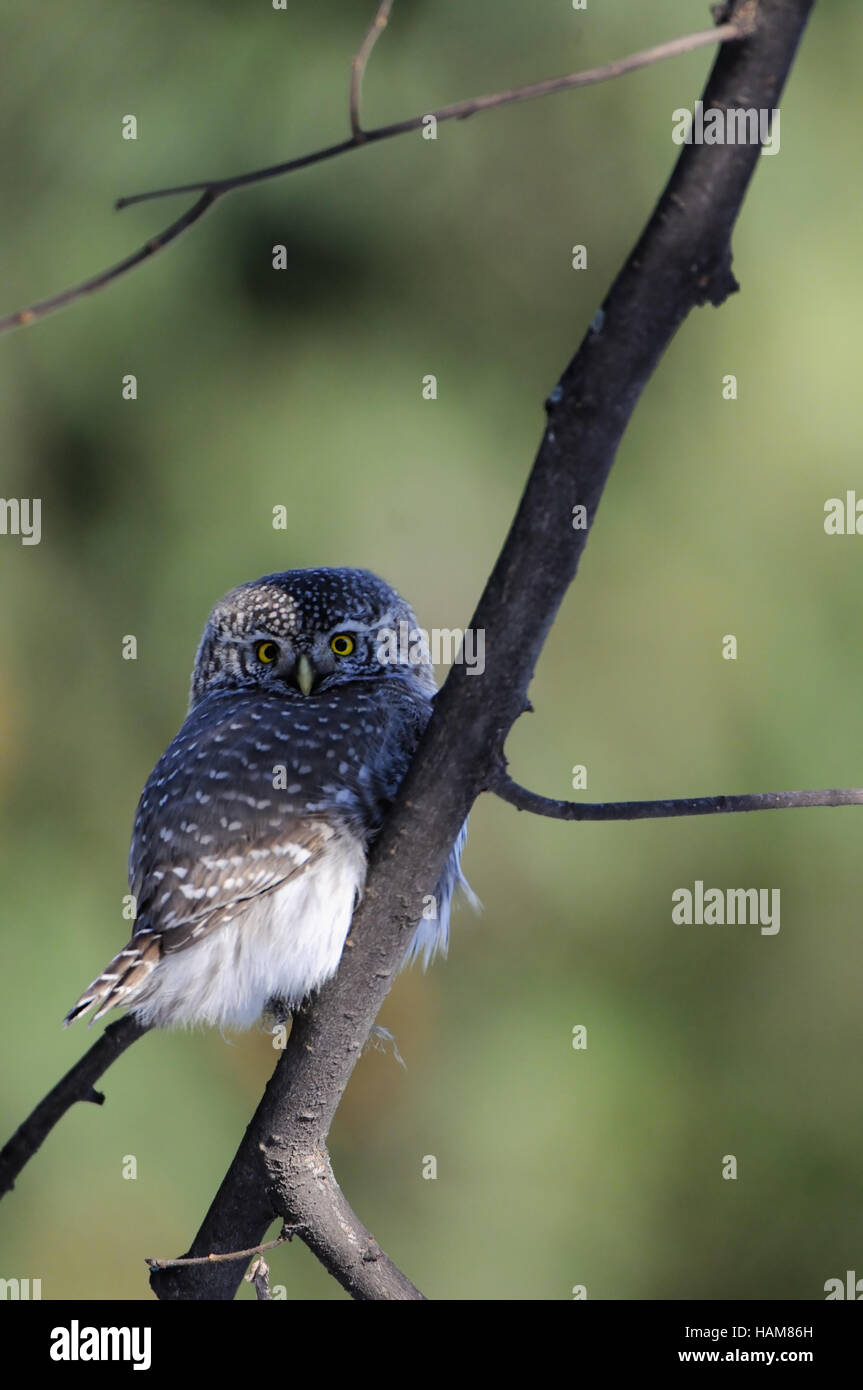 Sitzstangen Eule Sperlingskauz (Glaucidium Passerinum) in der Filiale. Moskau, Russland Stockfoto